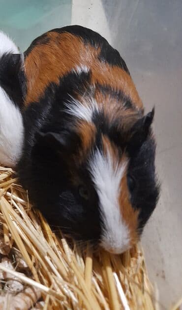 кролик цена: Морские свинки, возраст от 2-5месяцев. Цена 550 сом — 5