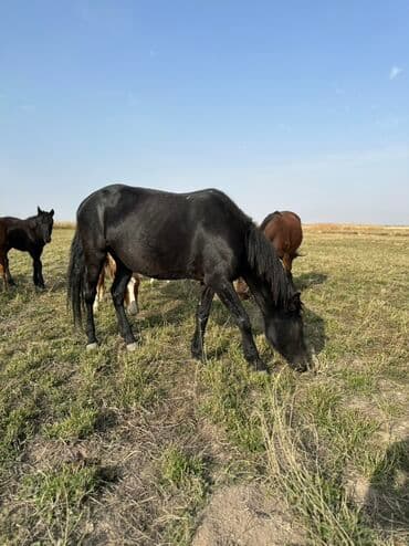тюк пресс: Продаю | Жеребенок, Кобыла (самка), Жеребец | Кара Жорго | Для разведения, На забой, Рабочий — 7