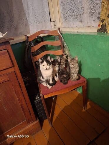 продажа щенков немецкой овчарки в бишкеке с документами: 2 месяца, Мальчик, Биколор, Приучена к лотку — 2