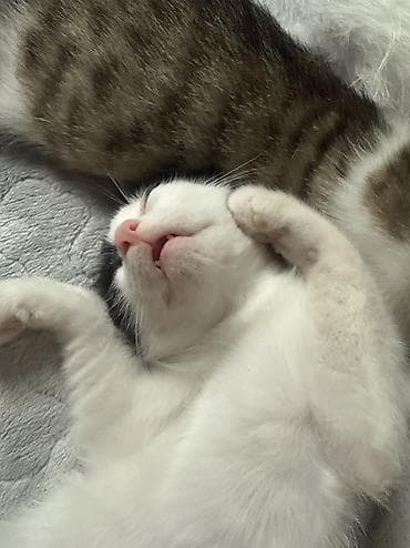 Очаровательные котята-подростки, короткошёрстные, домашнего