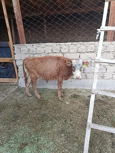 чон ат: Продаю | Бык (самец), Музоо, торпок | На откорм, Для разведения — 10