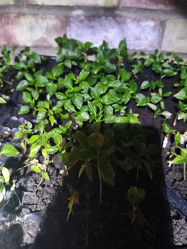 требуются танцовщицы: Кочот тиккени Кыз балдар керек . жатаканатамагы Бекер. ватсап — 2