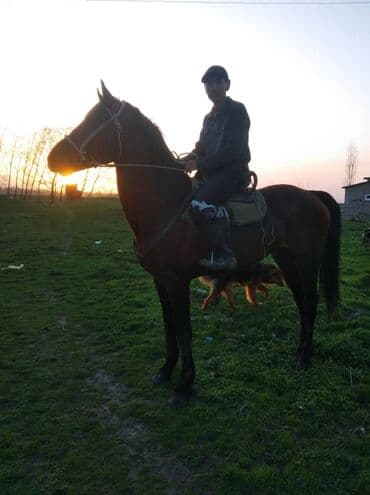 продаю породистых коров: Продаю | Конь (самец), Жеребец | Английская, Полукровка | Конный спорт, Для разведения, Рабочий | Племенные — 8