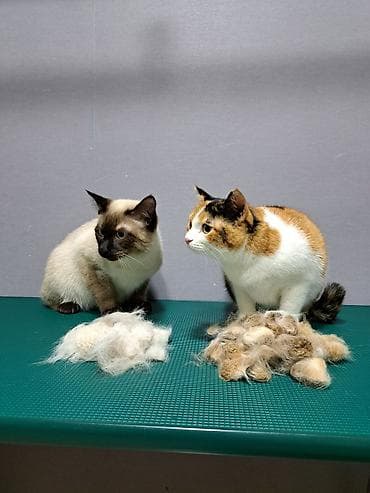 где можно подстричь кота: Экспресс линька для кошек. Груминг кошек. Стрижка кошек. Вычес шерсти — 7