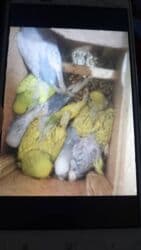 клетка для волнистого попугая: Молодежь волнистых папугаев оптом и в розницу)насчёт доставки — 12