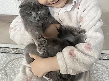 scottish fold: Скотиш Фолд (Шотландская вислоухая), 8 месяцев, Девочка, Голубой, Приучена к лотку — 2