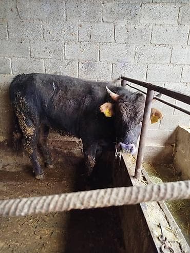 каровы кара балта: Продаю | Бык (самец) | Алатауская | На откорм | Искусственник — 3