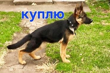 курцхаар купить бишкек: Немецкая овчарка, 5 месяцев, Самка — 1
