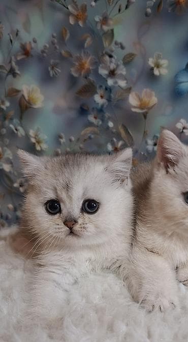 Продажа кошек: Скотиш Страйт (Шотландская прямоухая), 2 месяца, Девочка, Серебристая шиншилла, Приучена к лотку, Проглистована — 5