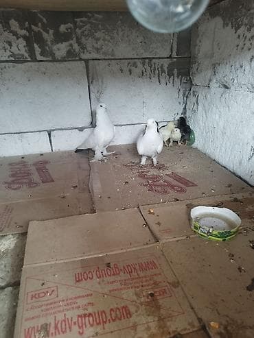 Белые декоративные голуби - Порода: декоративные белые голуби с