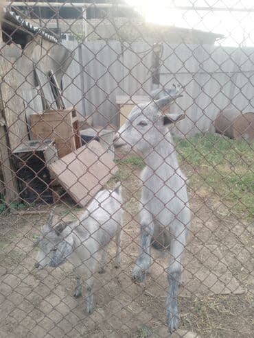 куры доминанты: Продаю | Коза (самка) | Битал — 4