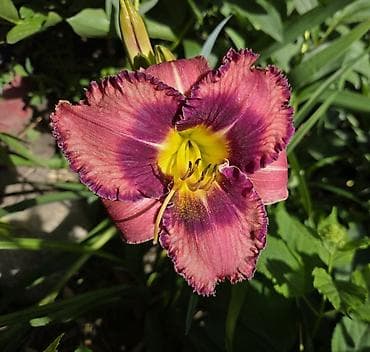 цветочница: Лилейник (Hemerocallis), садовая многолетняя форма. Описание: - — 3