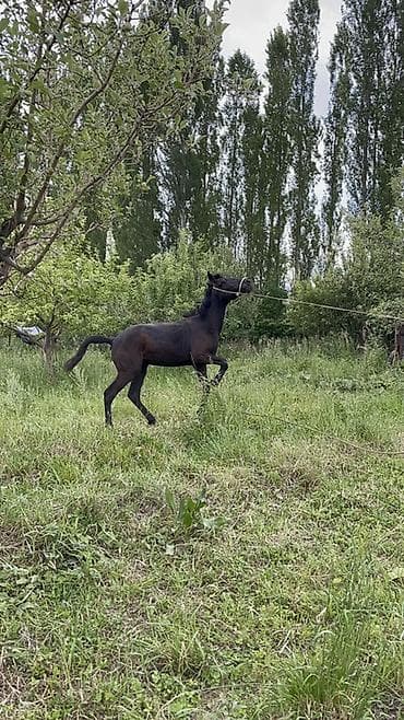 кунаи: Продаю | Жеребец — 4