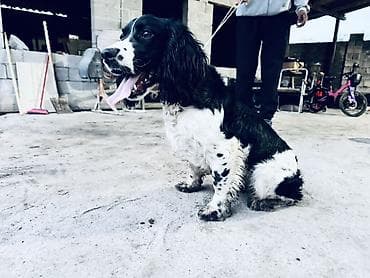 стерилизация собак бишкек цена: Английский спрингер-спаниель, черно-белый окрас с пятнами. Собака — 1