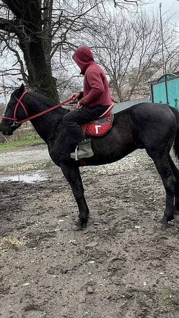 трава для животных: Продаю | Жеребец | Конный спорт — 3