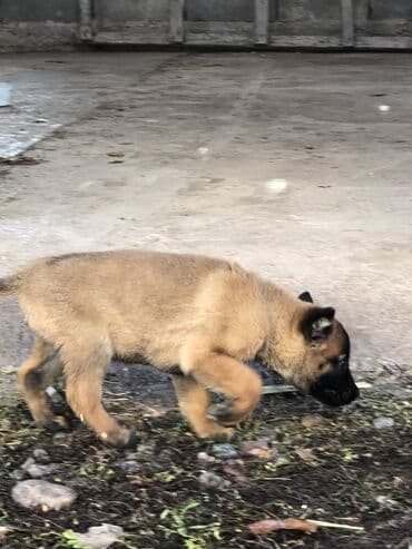 сайт продажи щенков: Бельгийская овчарка, 1 месяц, Самка — 6