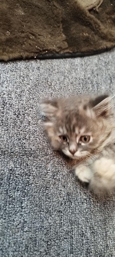кошки продажа: Пушистые котята серого и дымчатого окраса, проглистованы, по 2 месяца — 7