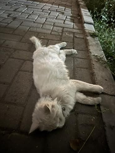 scottish fold: 🐱 Найдена кошка в районе держинки Сегодня нашли белую кошку в районе — 1