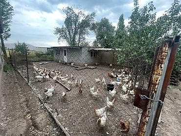 продажа домов воронцовка: Продам дом с участком 20 соток + помещение под магазин + складское — 3