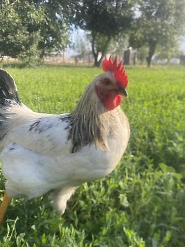 голуби голуби: Продаю | Куры | Домашняя | Несушки — 3