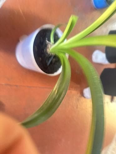 баа: 🪴 Комнатные растения по доступным ценам! 🌿 Цены — от 200 до 800 сом — 9