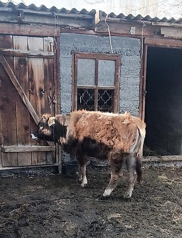 Срочно!Продается тёлка.Ей 9 месяцев.Прошу 85 000 сом.село Красная at lalafo.kg Срочно!Продается тёлка.Ей 9 месяцев.Прошу 85 000 сом.село Красная