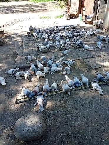 Только звонки Породистые голуби – поголовье разного окраса - Большая