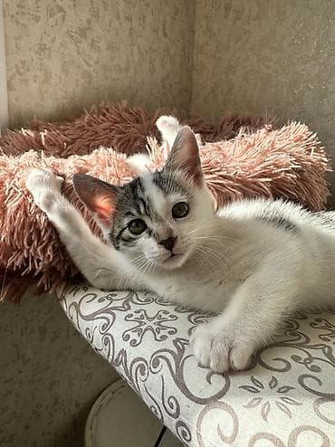 кошка домашный: 2 месяца, Девочка, Приучена к лотку — 4