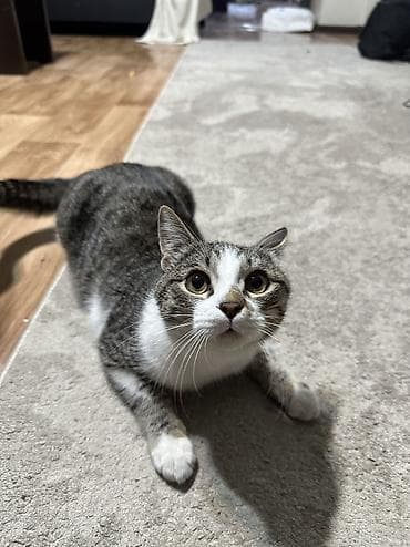 манчкин котенок купить: Беспородная, 5 месяцев, Мальчик, Биколор — 1