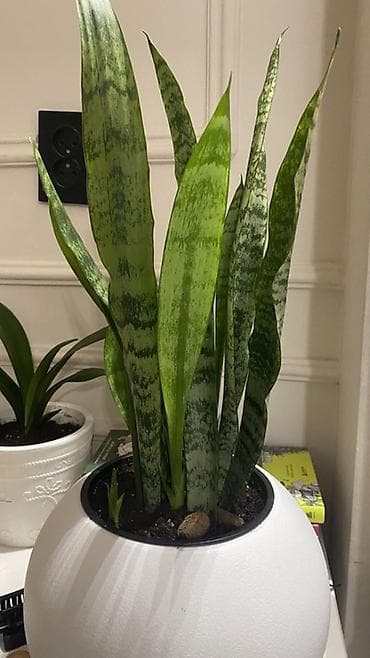 драценна: Сансевиерия (Sansevieria trifasciata, «щучий хвост») в декоративном — 2