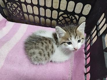 Үй жаныбарлары: Котята, домашние, короткошёрстные. Описание: - Окрас — 2