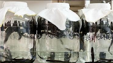 био гумыс: Продаю лицензионные с сертификатами медицинские аптечные и — 9