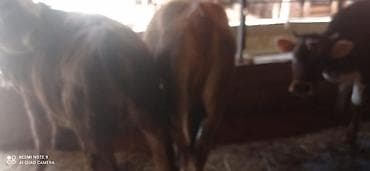 торпок телка: Продаю | Бык (самец) | Полукровка | На откорм | Привязанные — 2