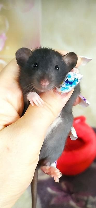 Крысы: Привет друзья !! У нас родились красивые крысята.Друзья в питомнике - — 3
