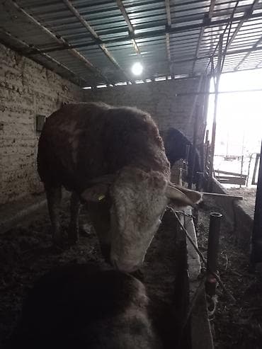 Ветеринар кызматы: Сатам | Бука (эркек) | Симментал | Бордоп семиртүү үчүн, Союуга, Көбөйтүү үчүн — 5