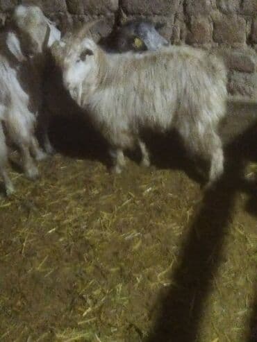 ат жабуу: Сатам | Ургаачы кой (ургаачы) | Аргын | Союуга — 10