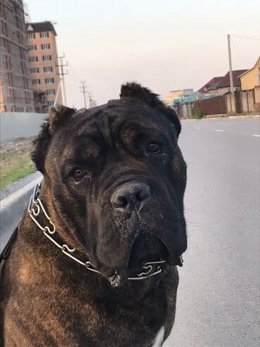 собака домашняя: Вязка: Кане-корсо, Самец, Более 5 лет, С родословной — 6