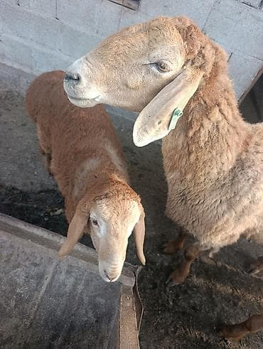 баран живой: Продаю | Ягненок | Эдильбаевская | На забой | Племенные — 4