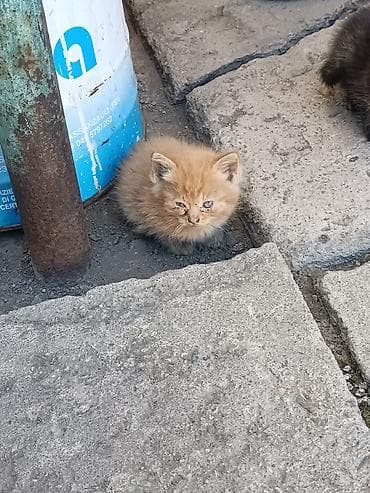 пушистые котенки: Котята, помёт разноокрасочный. котятам один месяц. Готовы сделать вашу — 5