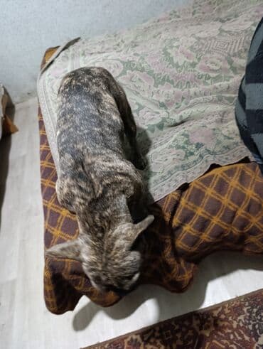 купит французского бульдога: Бульдог, 1 год, Самка, С прививкой — 3