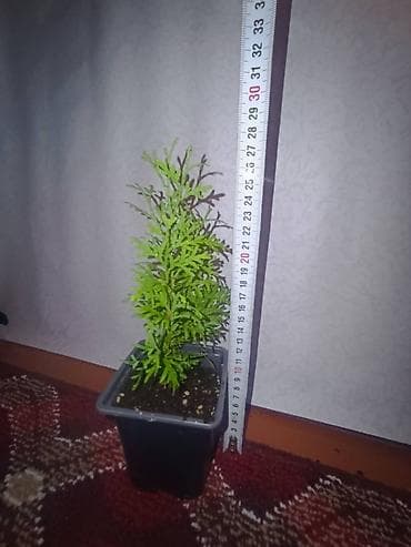 Семена и саженцы: Туя западная (вероятно сорт Смарагд) — саженцы для живой изгороди и — 5