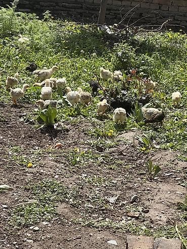 домашние птицы: Продаю | Цыплята | Домашняя | На забой — 5