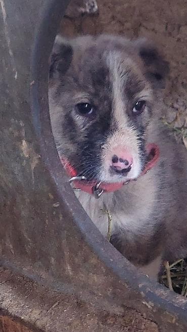 Отдам даром собаку: Алабай, 1 месяц, Самец — 3