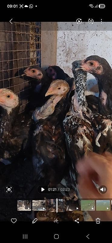 декоративные голуби: Продаю цыплят,бойцовые(дакан) 2, 5 месяцев. прививки сделаны. курочки — 1