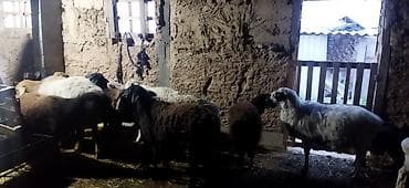 токмок животные: Продаю | Козлёнок | Для разведения — 4