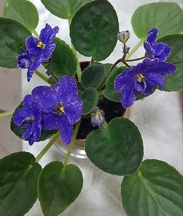 деткие: В продаже взрослые фиалки (цветущие и не цветущие 250-350)детки — 6