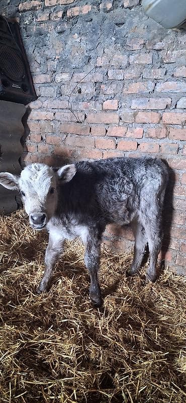 Продаю | Музоо, торпок | Для разведения at lalafo.kg Продаю | Музоо, торпок | Для разведения