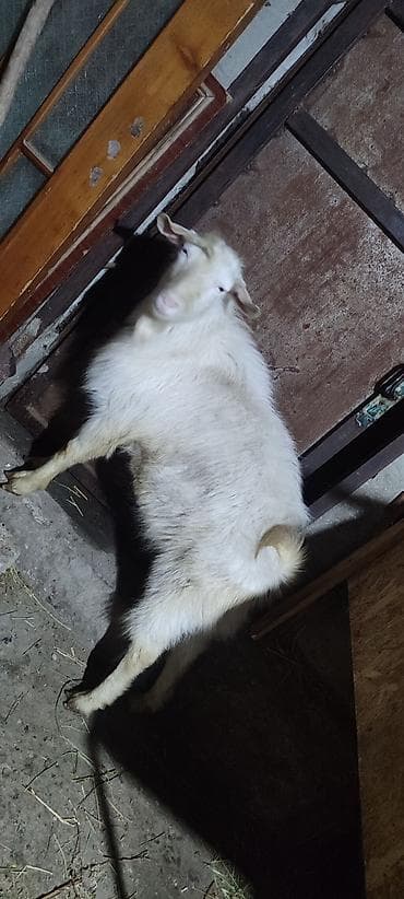 Продаю | Коза (самка) | Полукровка | Для разведения | Племенные