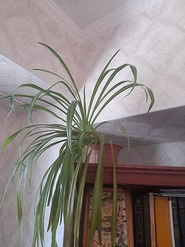 растение для дома и офиса: Только звонить по номеру, в сообщения не отвечаю. Оптом или поштучно — 7