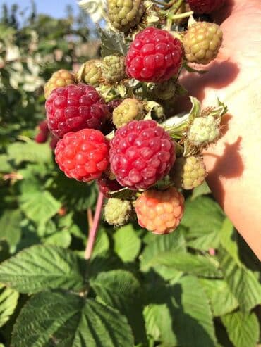 продажа домов шопоков: Дача, 55 м², 5 комнат, Старый ремонт — 17